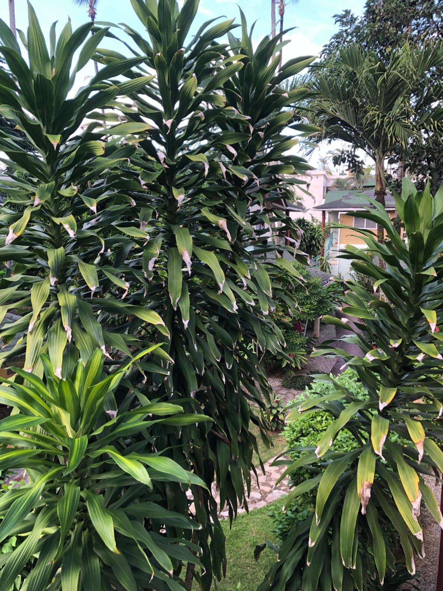 Hotel Casa Robinson 拉斯特拉纳斯 外观 照片